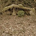 IMG 0000042446-bewerkt