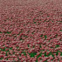 Tulp