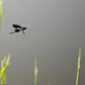 PTS-20130611-00217