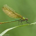 PTS-20160528-00093