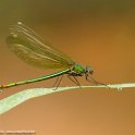 PTS-20160528-00096