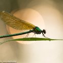 PTS-20160528-00114