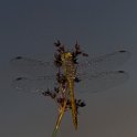 PTS-20150806-00026