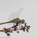 PTS-20150806-00040