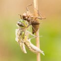 PTS-20140428-00233