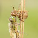 PTS-20140428-00262
