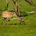 PTS-20130608-00226