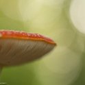 PTS-20131019-00060