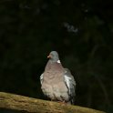 PTS-20130819-00082