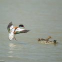 PTS-20130608-00333