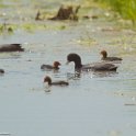 PTS-20130604-00030