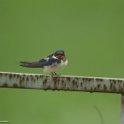 PTS-20130521-00082