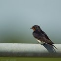 PTS-20130604-00067