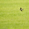PTS-20170604-00009