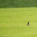 PTS-20170604-00018