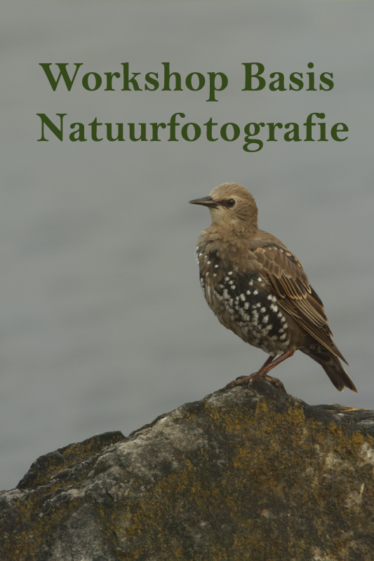Workshop Basis NatuurFotografie