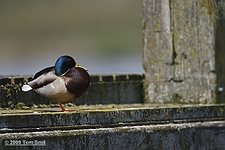 Wilde eend op steiger