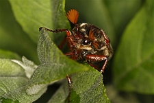 Meikever op blad