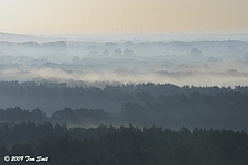 Ochtendmist over bos