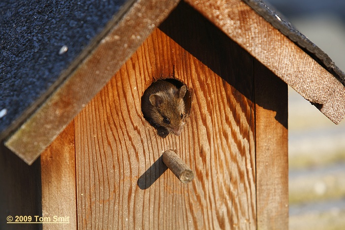Spitsmuis in Vogelvoerhuisje