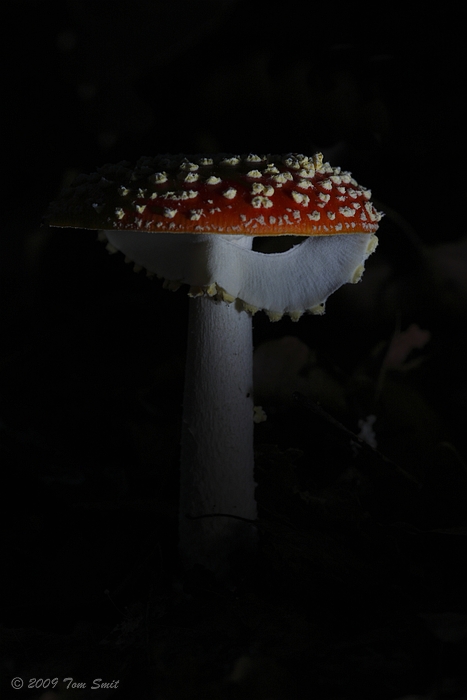 Vliegenzwam/Fly Amanita