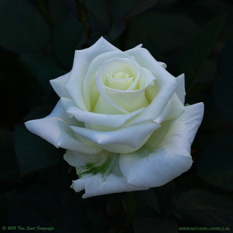 Witte Roos