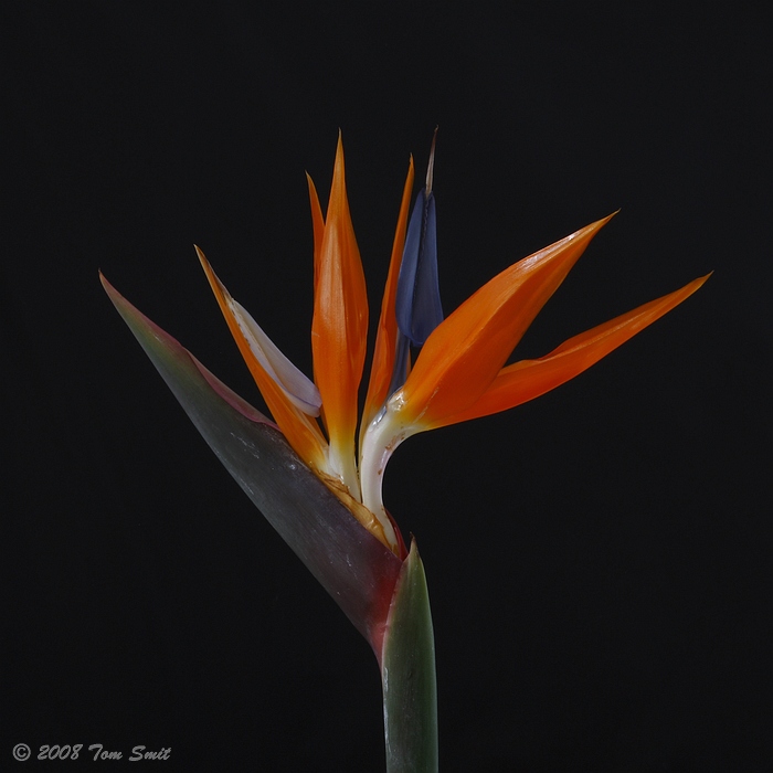 Paradijsvogelbloem