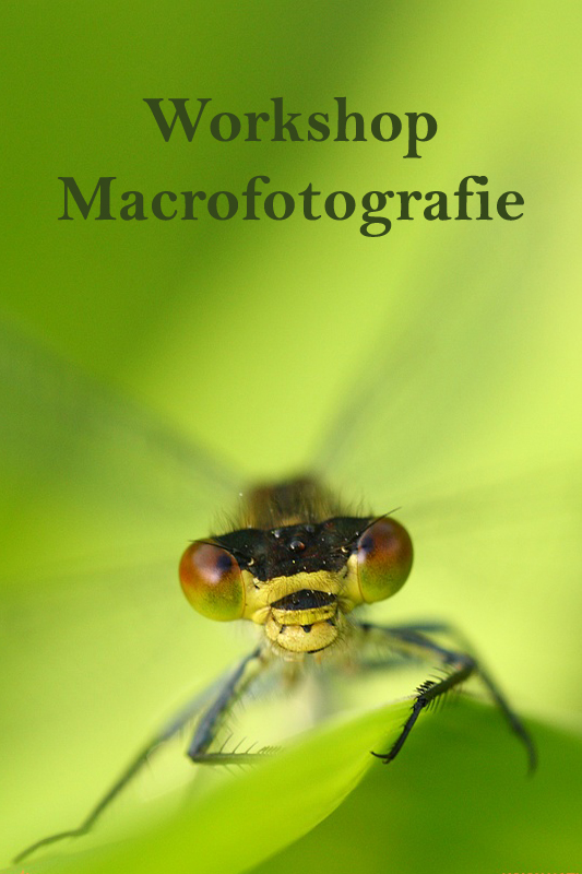 Workshop Macro Fotografie